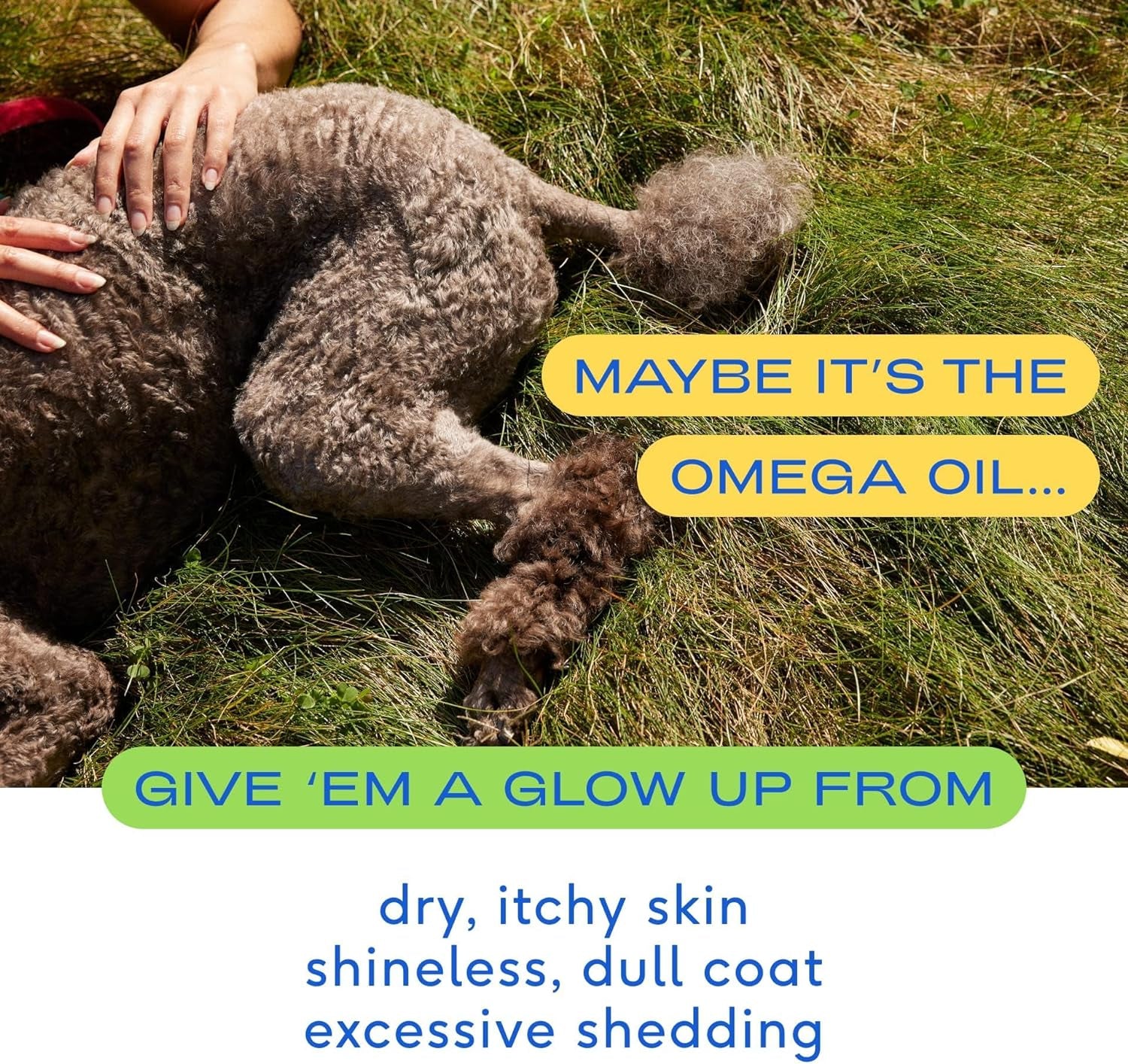 Omega 3 Fish Oil for Dogs - Made with Wild Alaskan Salmon Oil for Dogs with Omega 3 EPA DHA - Supports Itchy Skin + Mobility - Liquid Pump Is Easy to Serve - a Fish Oil Dogs Love! (8 Oz)